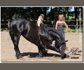 Bild: barockpferdeausbildung.de training kurse 77