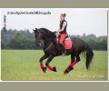 Bild: barockpferdeausbildung.de training kurse 89 Jelmer Galopp