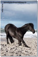 Toll, wenn man dann solche Fotos erhält mit rührendem Feedback.....auf den Fotos ein VK Pferd und ein Trainingspferd von Linda & family - danke, liebe Linda und danke all den anderen treuen Kunden!