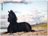 Toll, wenn man dann solche Fotos erhält mit rührendem Feedback.....auf den Fotos ein VK Pferd und ein Trainingspferd von Linda & family - danke, liebe Linda und danke all den anderen treuen Kunden!