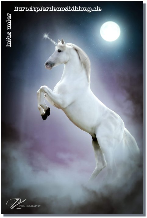 Barockpferdeausbildung Titelbild