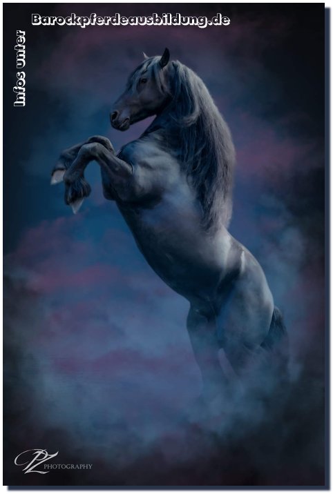 Barockpferdeausbildung Titelbild