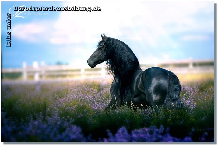 Barockpferdeausbildung Titelbild