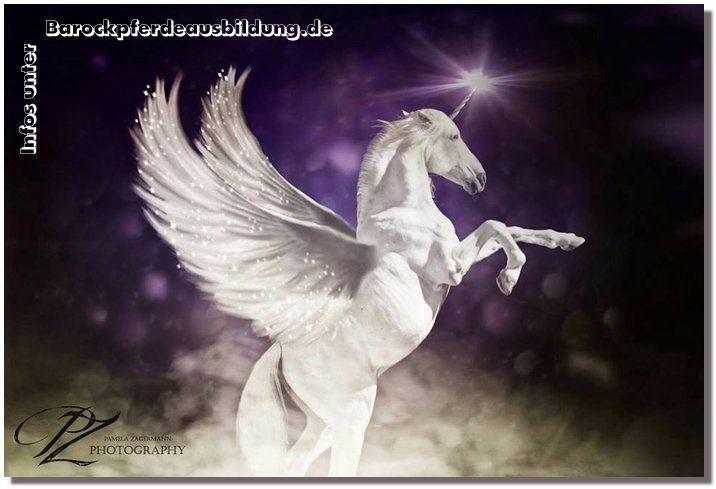 Barockpferdeausbildung Titelbild