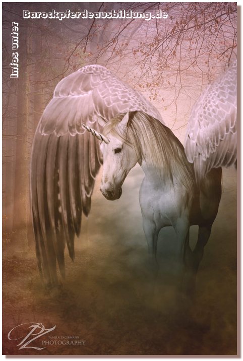 Barockpferdeausbildung Titelbild