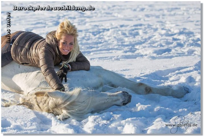 Barockpferdeausbildung Titelbild