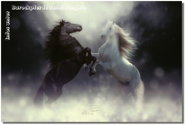 Barockpferdeausbildung Titelbild