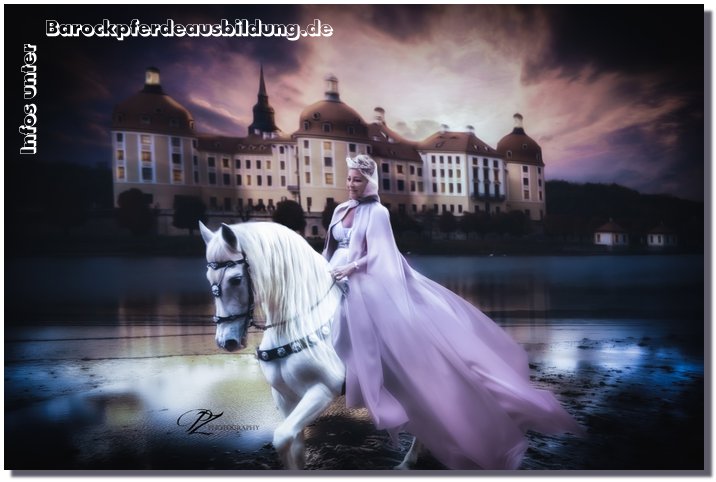 Barockpferdeausbildung Titelbild