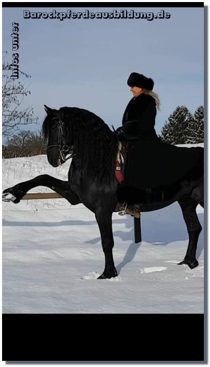 Barockpferdeausbildung Titelbild