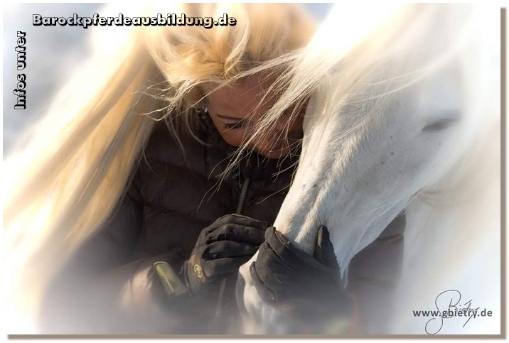Barockpferdeausbildung Titelbild