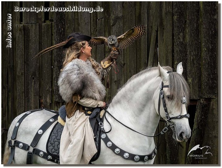 Barockpferdeausbildung Titelbild