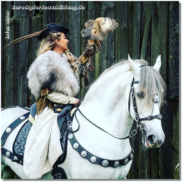 Barockpferdeausbildung Titelbild