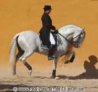"Amaranto", P.R.E. Hengst, wie aus einem Märchen entsprungen, DAS Traumpferd   von Majestic Andalusians, vermittelt an eine super glückliche Ramona vom Zirkus   Barelli ! Danke an Patricia Richter für die super Betreuung meiner Kundin und   danke an Ramona - dies war Liebe auf den ersten Blick - verständlicher Weise!!!   Ein Traum von einem Pferd hat nun ein neues Zuhause in Deutschland .... sicher   hört man noch viel von den beiden!