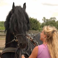 15jähriger imposanter Friesenhengst