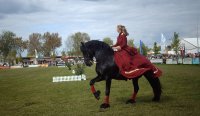 Friesenhengst Odin von Hearkemit enormer Ausstrahlung reinschwarz...ist in Kiel eingezogen.