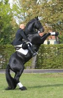 Friesenhengst Odin von Hearkemit enormer Ausstrahlung reinschwarz...ist in Kiel eingezogen.