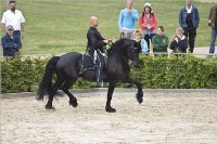 Friesenhengst Odin von Hearkemit enormer Ausstrahlung reinschwarz...ist in Kiel eingezogen.