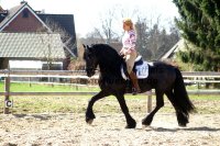  "Charming Boy" - 6jähriger Friesenhengst von Sape