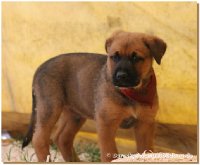 Die Hunde sind ganz lieb, aufmerksam und anhänglich, sehr gelehrig und brav. Sie werden wohl so etwa knie hoch, die Eltern sind Schäfer/Rottweiler Mixe.