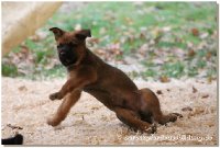 Die Hunde sind ganz lieb, aufmerksam und anhänglich, sehr gelehrig und brav. Sie werden wohl so etwa knie hoch, die Eltern sind Schäfer/Rottweiler Mixe.