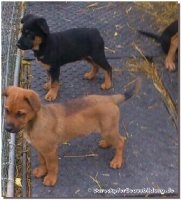 Die Hunde sind ganz lieb, aufmerksam und anhänglich, sehr gelehrig und brav. Sie werden wohl so etwa knie hoch, die Eltern sind Schäfer/Rottweiler Mixe.